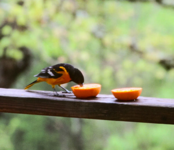 A Baltimore Oriole in the Ozarks