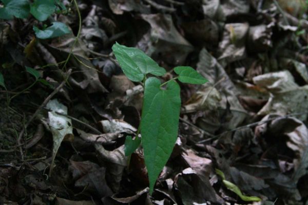 Virginia snakeroot at the Wild Ozark Ginseng Habitat Demonstration Garden.