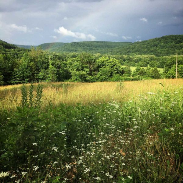 One of my favorite photos so far this year. Stormy skies, hay ready for mowing, and flowers blooming.