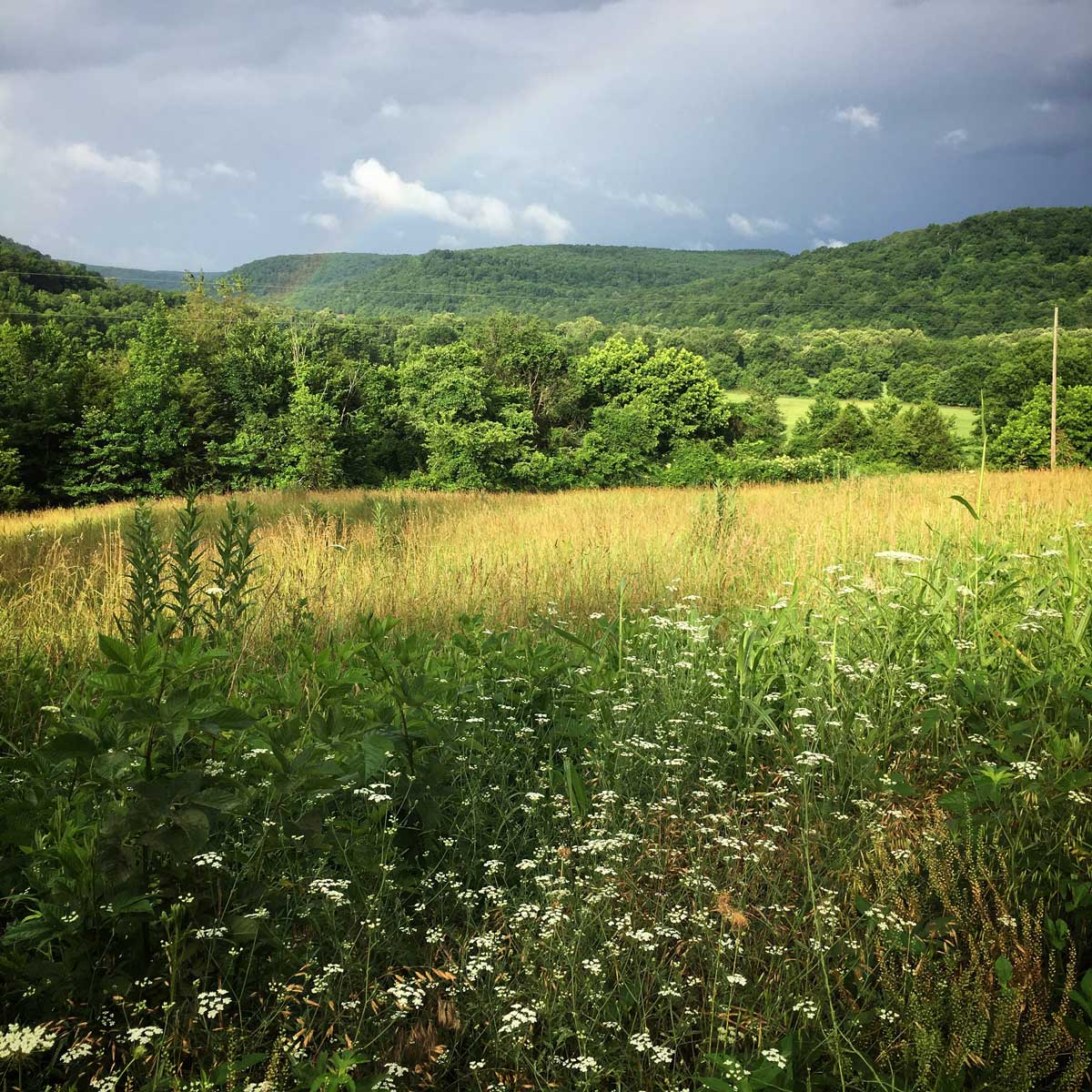 Wild Ozark Phenology Record