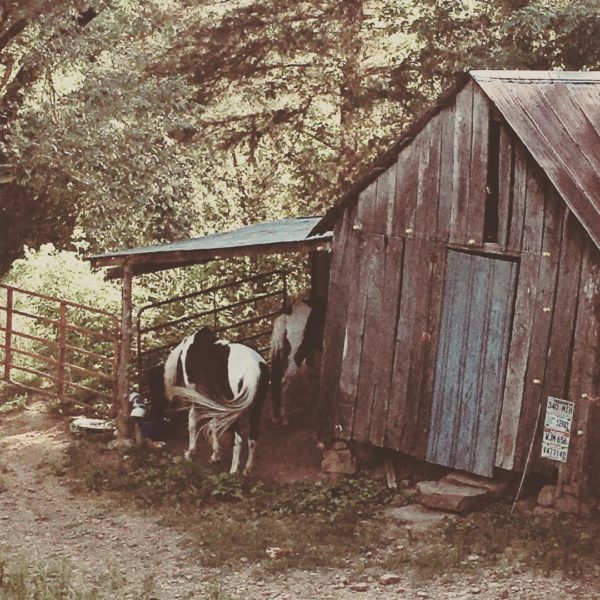 Finally got the horses moved after weed-eating the fences for days.