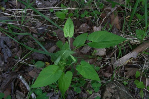 Not Virginia snakeroot. Not sure what it is, though I know what it isn't.