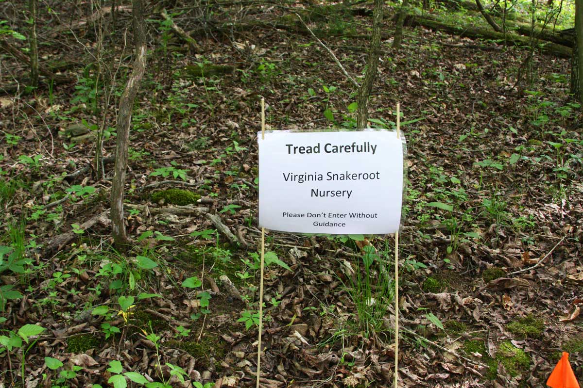 A sign I put up to protect the Virginia snakeroot plants.