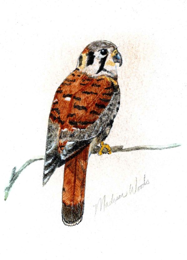 kestrel done in handmade watercolors