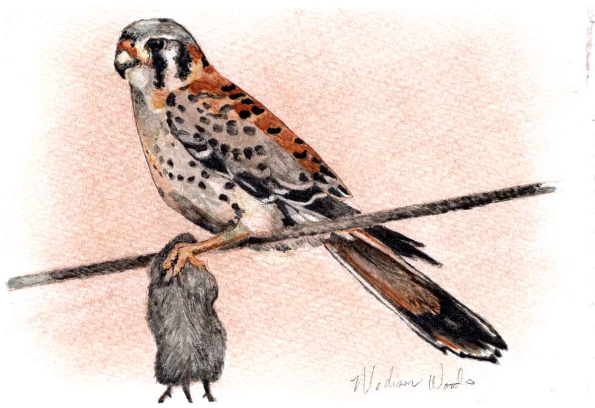 My second attempt at a kestrel, and the third attempt at making a watercolor painting using paints made from my hand-milled pigments.