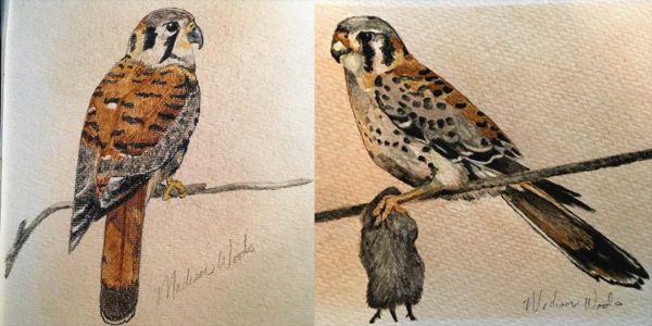 American kestrels I painted while in Doha, Qatar, 2018.