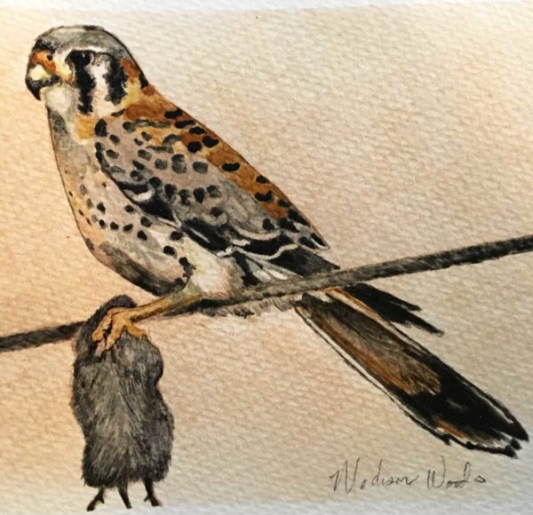 My second attempt at a kestrel, and the third attempt at making a watercolor painting.