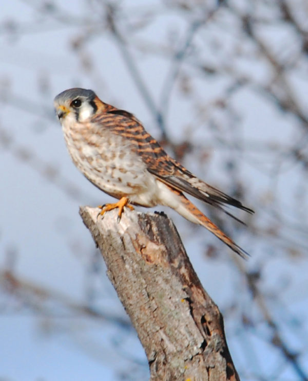 Kestrel photo by Terry Stanfill. Used with permission.