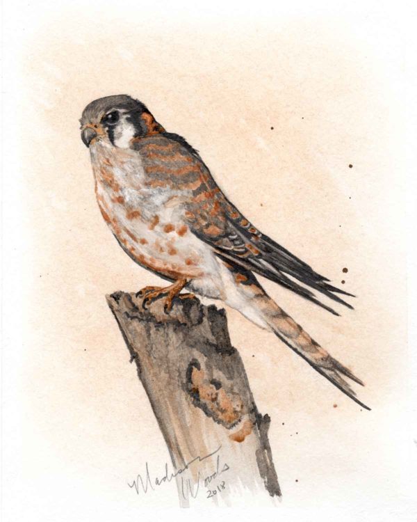 Kestrel No. 3, featuring all handmade watercolor paints made from local stone and clay sources. Panic stage navigated.