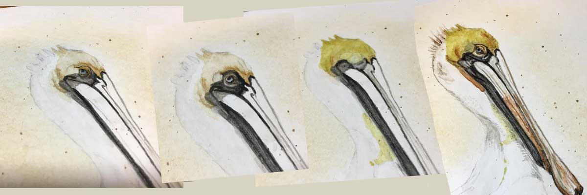 The Painting of a Pelican