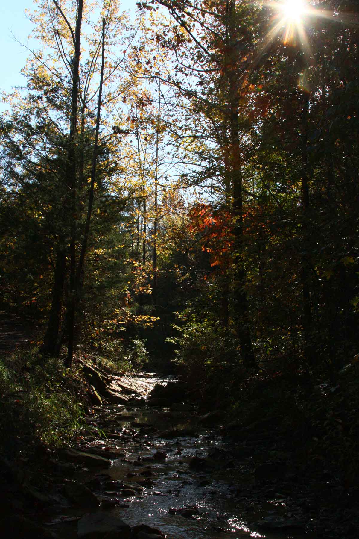 The creek that runs alongside our driveway. Locally, it's known as 'the branch', but I call it the Wild Ozark creek.