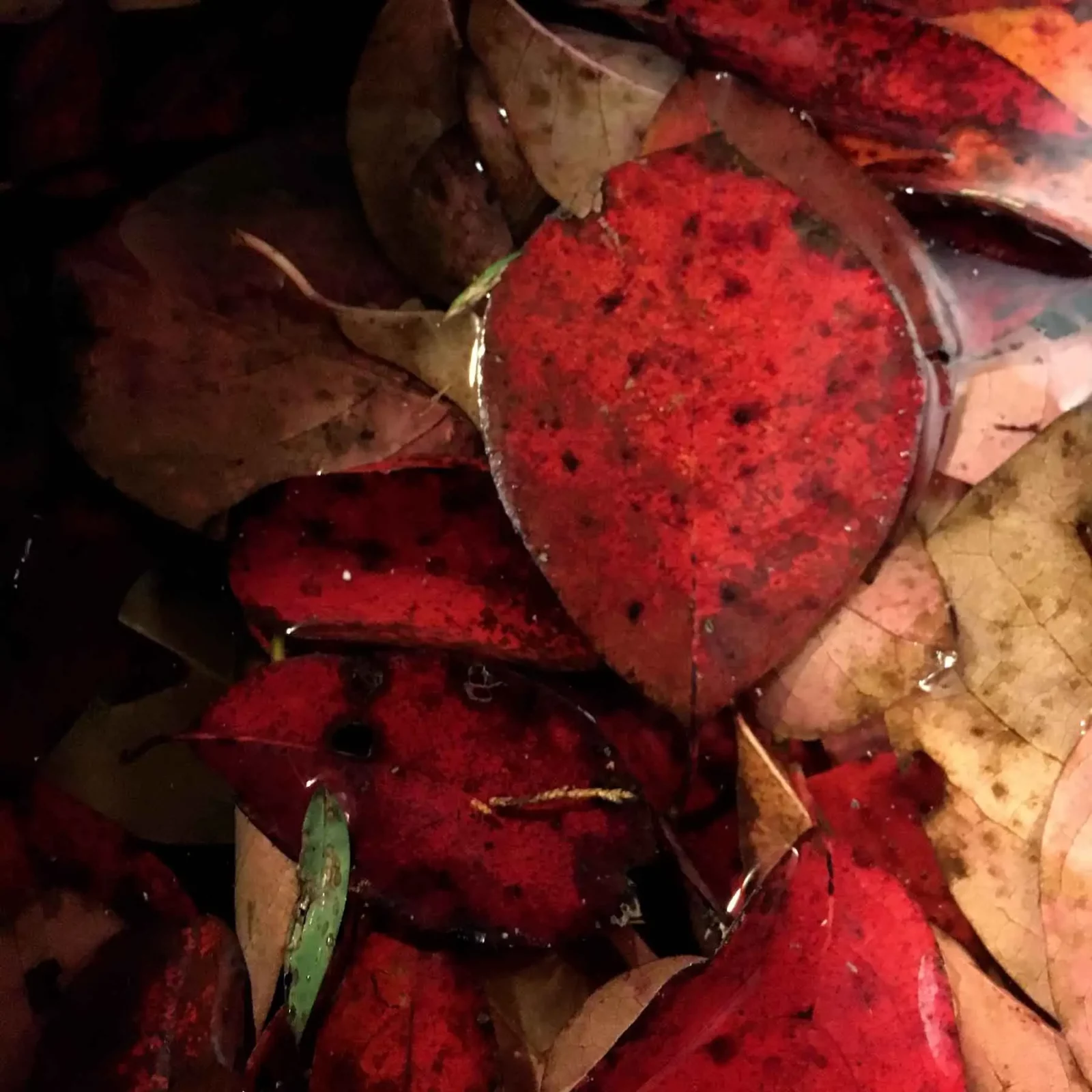 Red leaves of black gum.