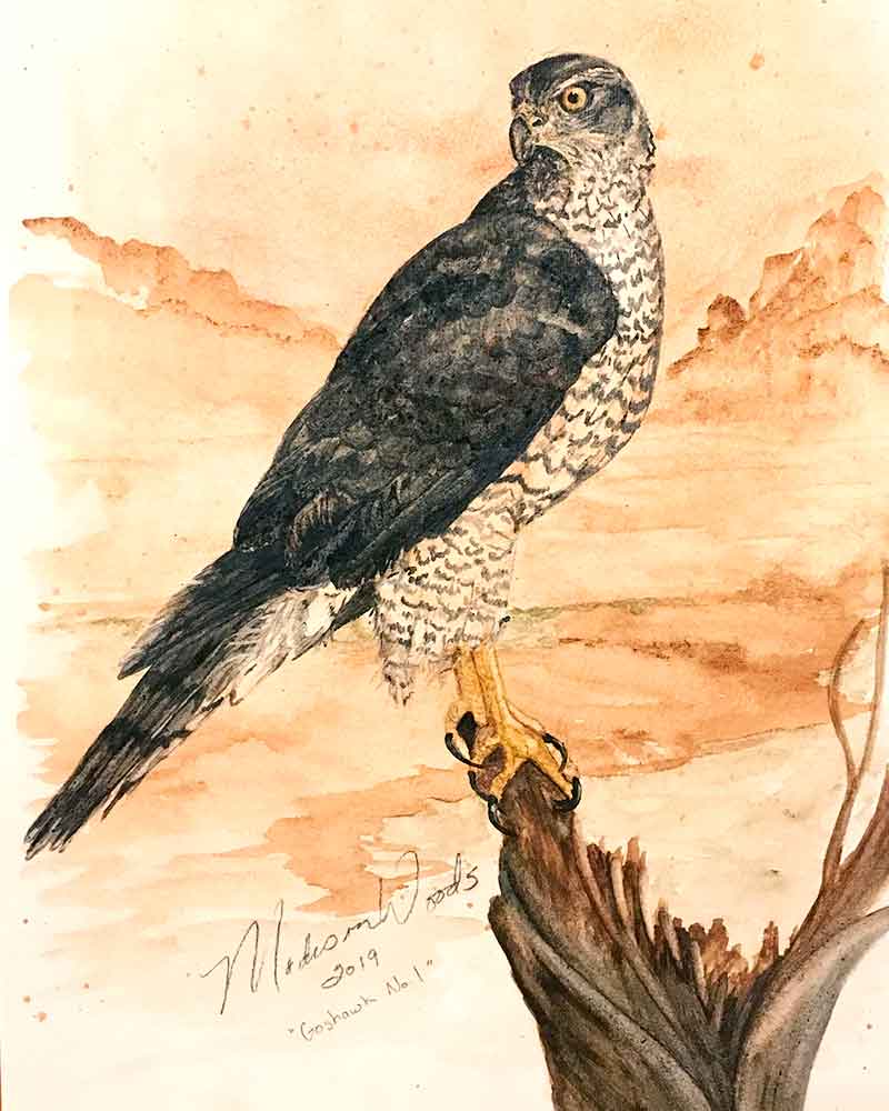 "Goshawk No. 1", 12 x 17", handmade watercolors using Ozark pigments.