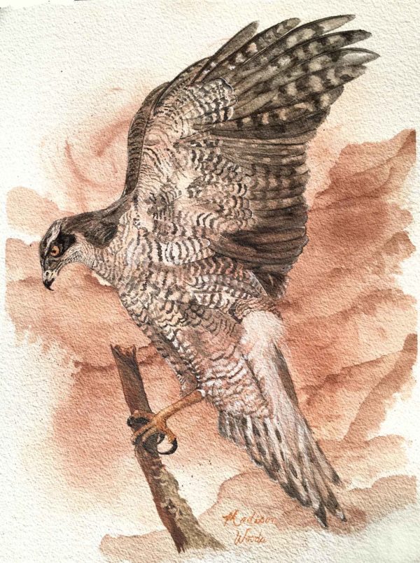 Watercolor painting of a northern goshawk by Madison Woods