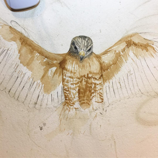 Red-shouldered hawk in progress.