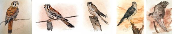 My Artist's Business Plan: Paintings by Madison Woods of the Ozark birds of prey as of Feb. 1, 2019.