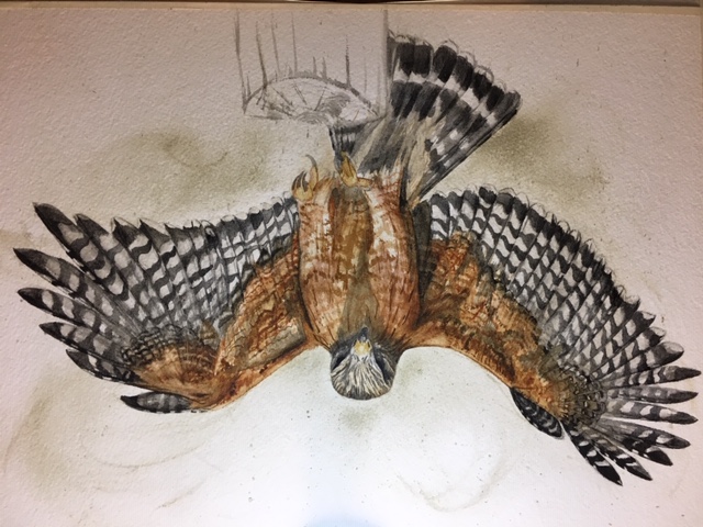 Red-shouldered hawk painting in progress, using handmade watercolors from Ozark pigments.