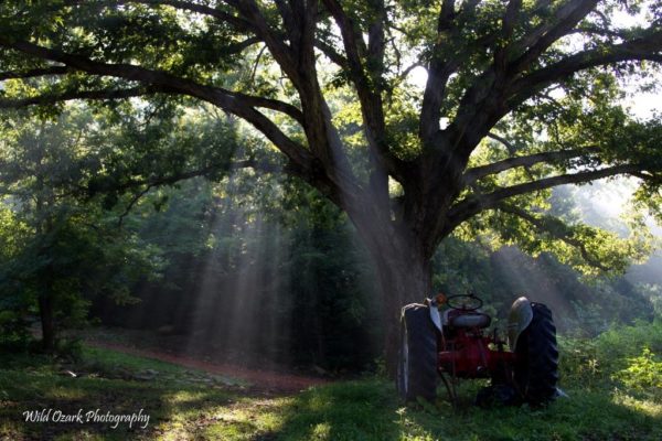 8N Ford Tractor under the sunbeams.