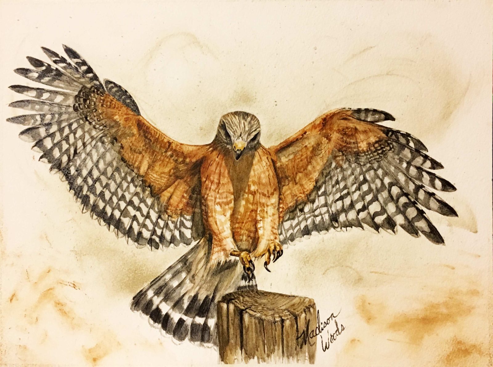 Red-shouldered hawk in handmade watercolors using Ozark pigments.