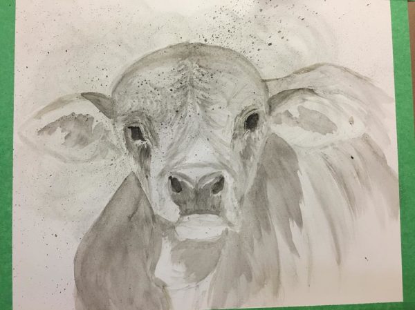 Brahman Baby in progress. Continuing to add layers of shades of gray and black. This will continue until I'm ready to begin adding the details.