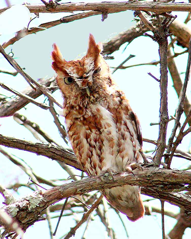 A screech owl fledgling at Wild Ozark. The Ozark Phenology page mascot.