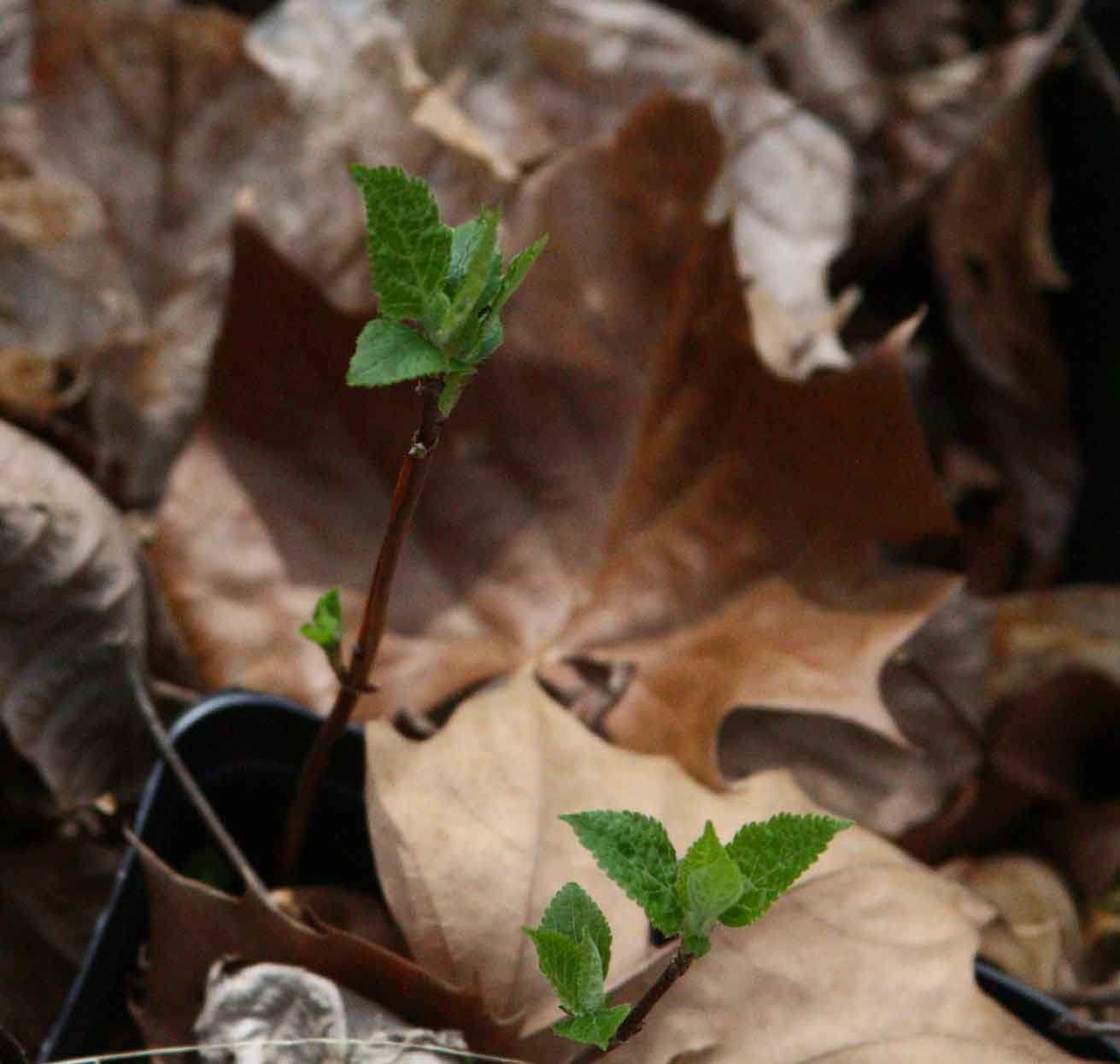 Wild hydrangea starts to put on leaves early in April in the ginseng habitat.