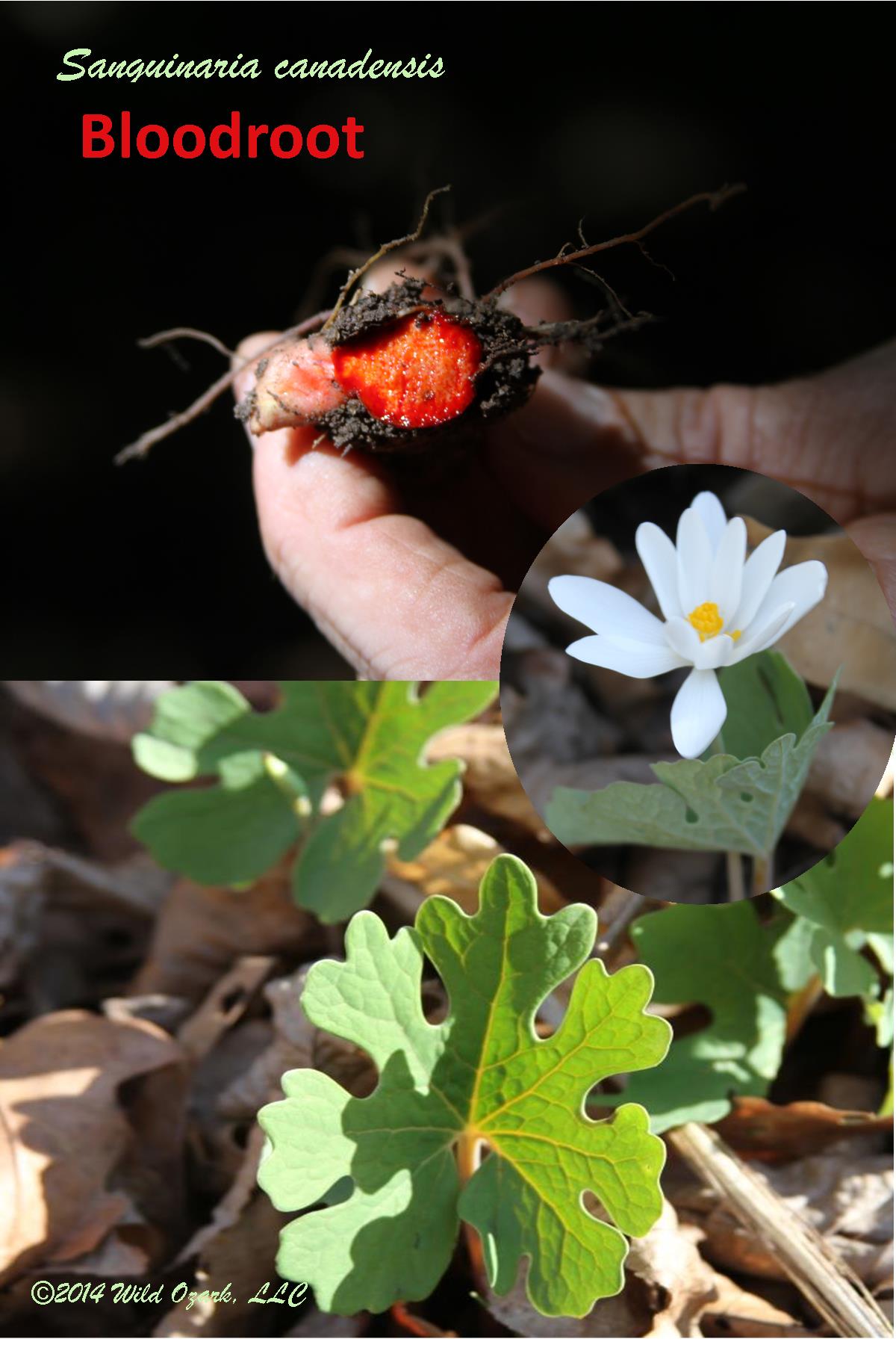 A poster of bloodroot showing the interesting features of this plant. It blooms in early April in the ginseng habitat.