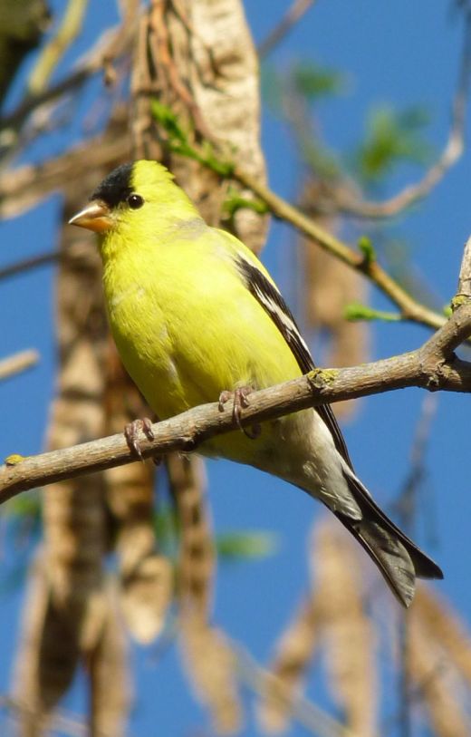 A male American goldfinch in spring plumage.
