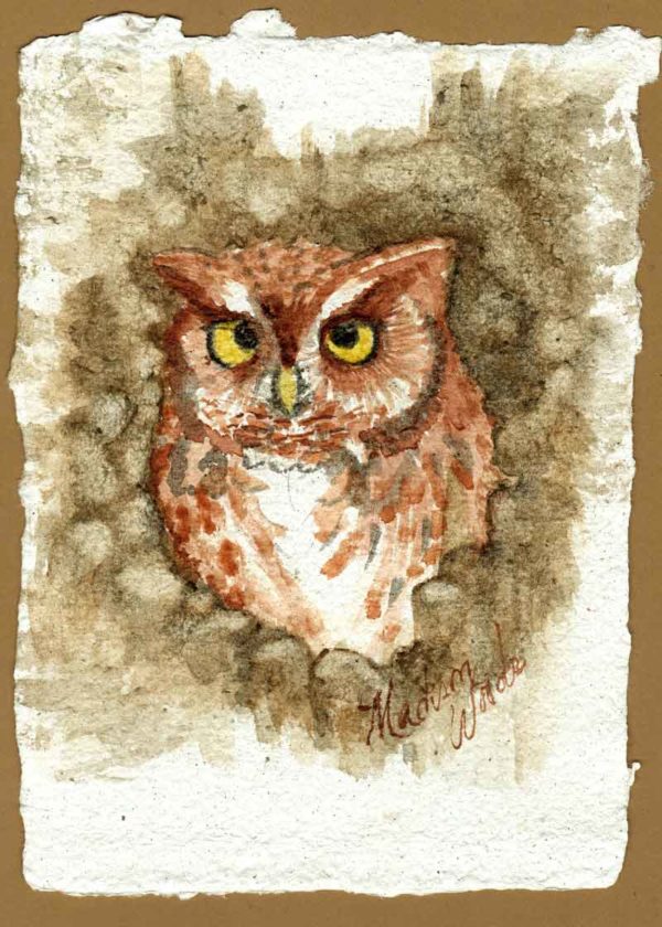 Screech owl painting (quick version). 