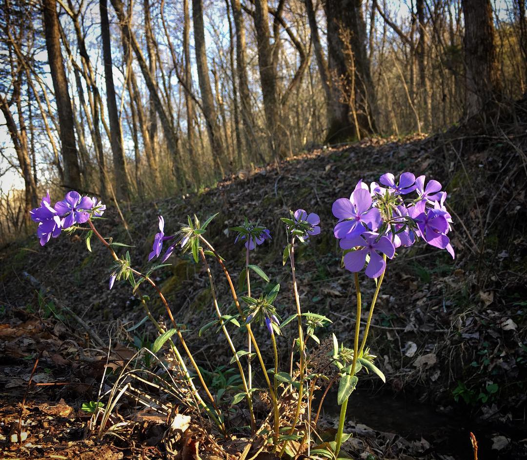 Phlox grows in many shady environments, not just in the ginseng habitats.