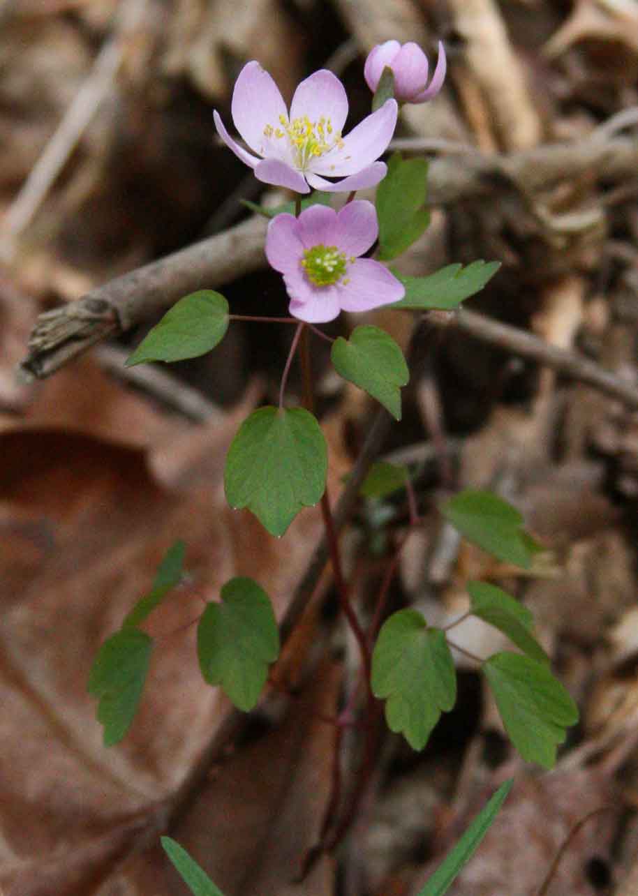Rue and false rue anemone are among the early bloomers in April in the ginseng habitat.