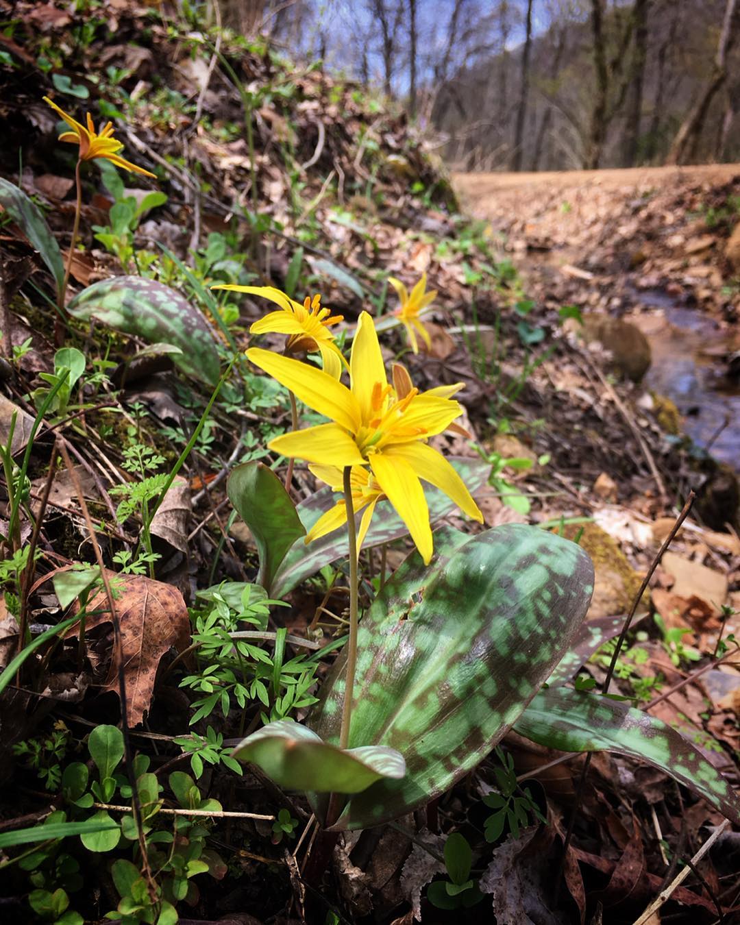 Trout lilies grow in large colonies, but they don't begin blooming for sometimes five years. 