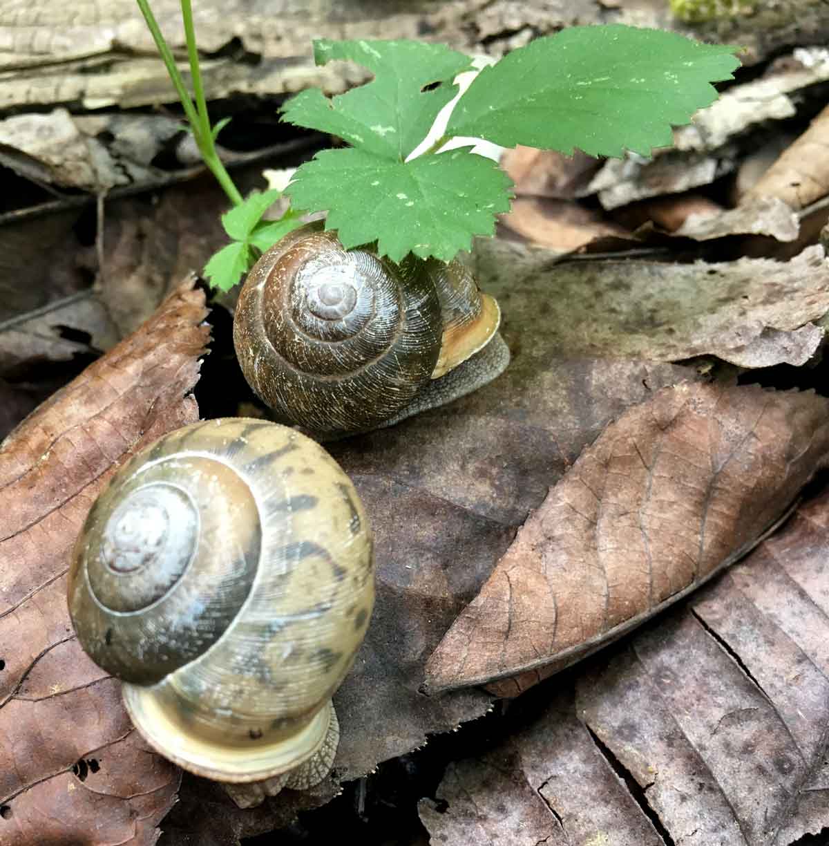 A pair of snails.