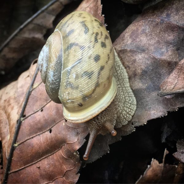 Check the fences, and the waterfalls, and the snails!