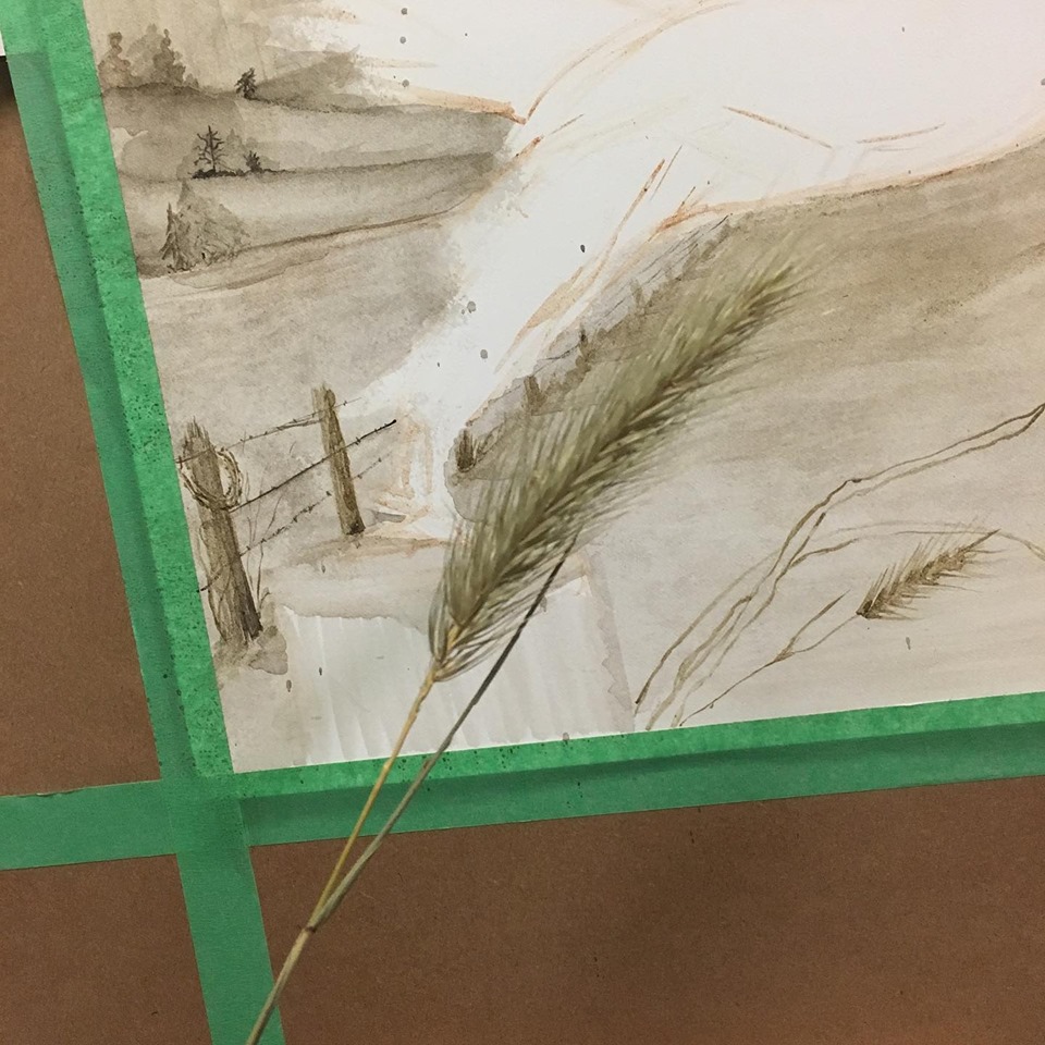 A handy grass to use as a model for an element in my red-tail painting.