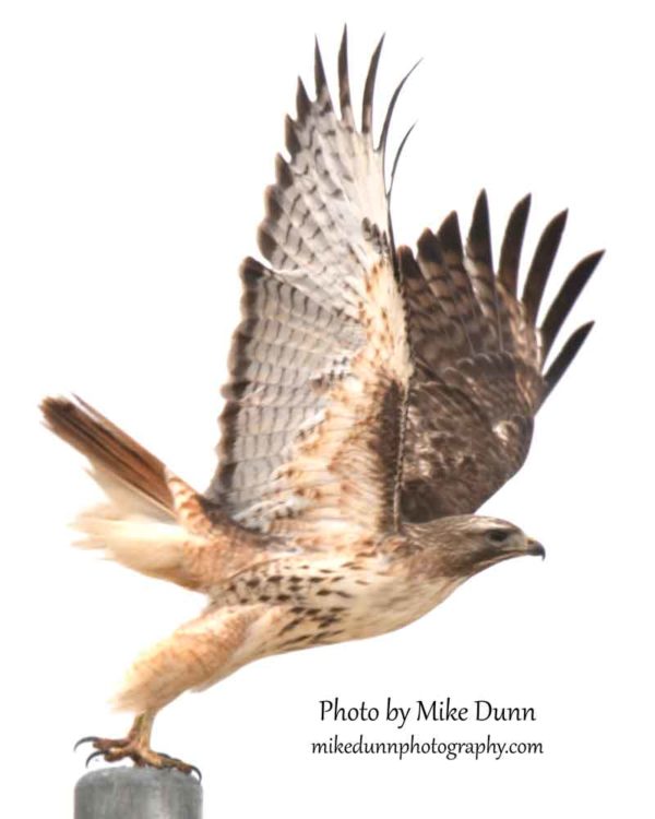 This red-tailed hawk is the subject of my painting in progress.