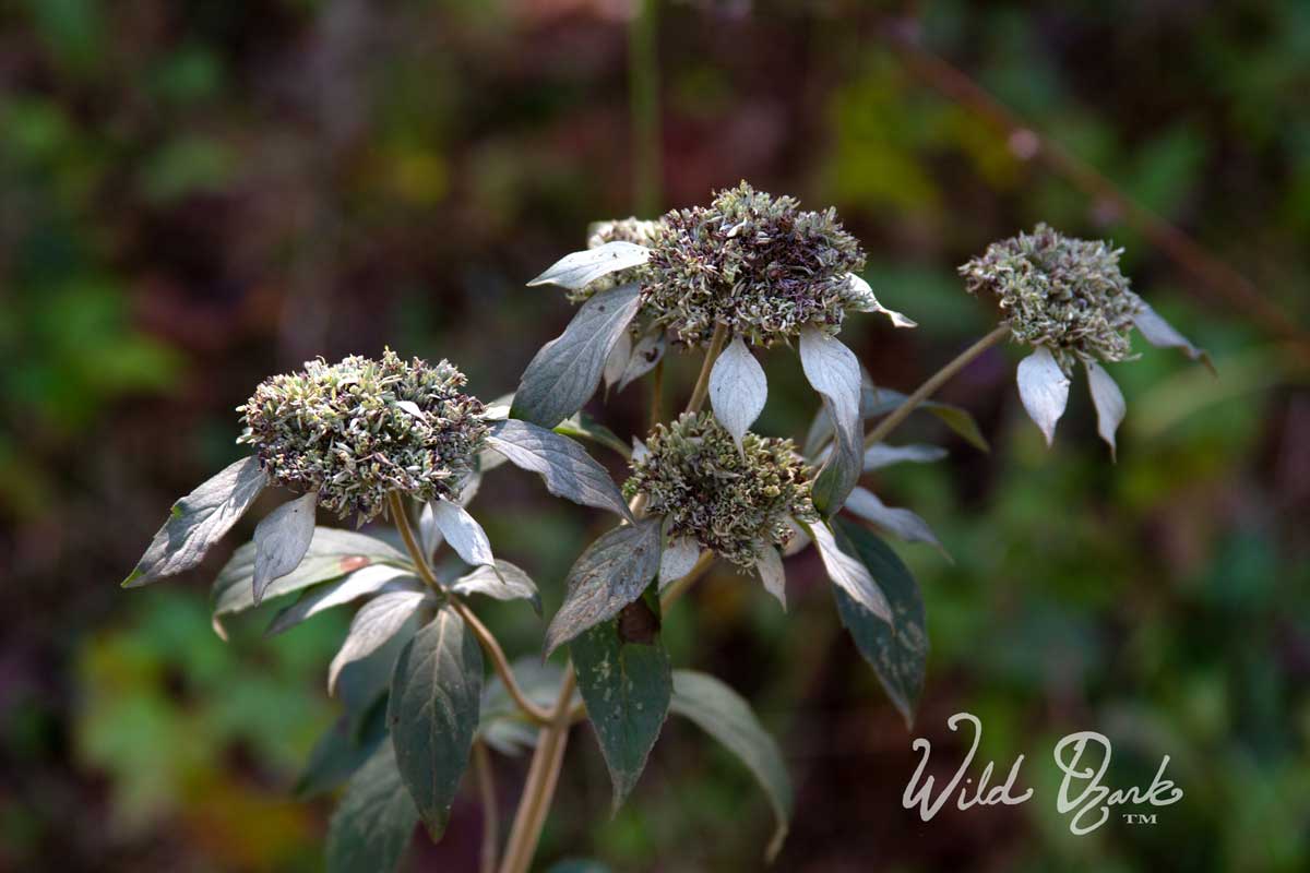 Wild Mountain Mint works great to repel deer flies!