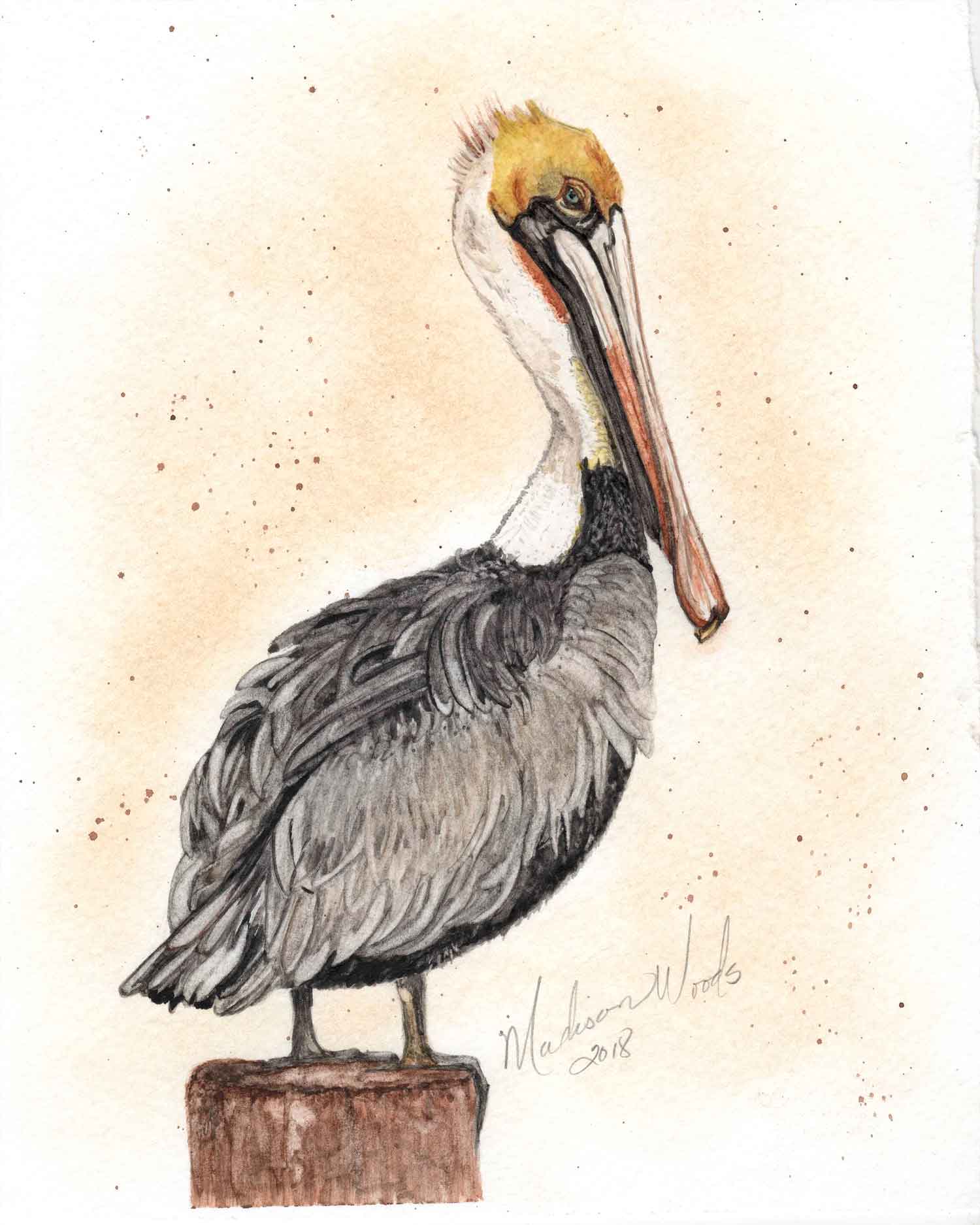 My painting of a brown pelican using Ozark pigments.