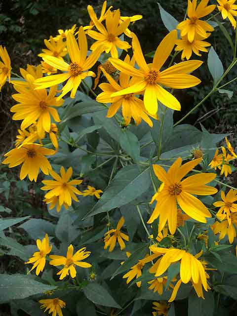 Wild sunflowers, yellow petals that would probably make great paint...