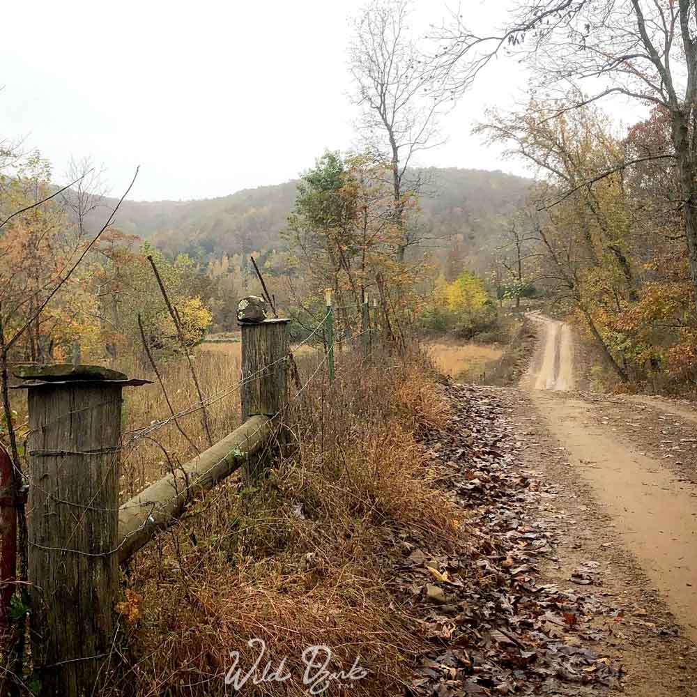 Fenceline running along the Weaver property in Madison county, Arkansas.