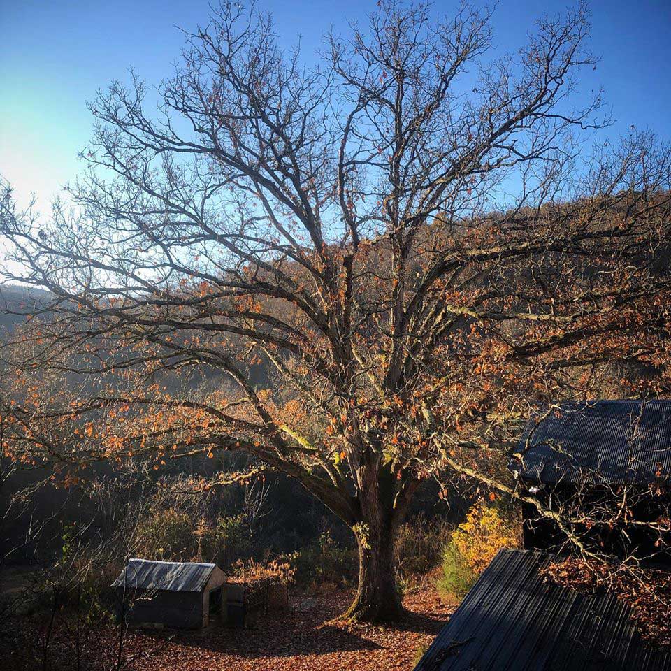 A tree being: Gloria with sunlight.