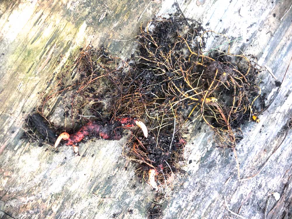 Putting my hands into the soil is meditative, too. These are bloodroot and goldenseal rhizomes.