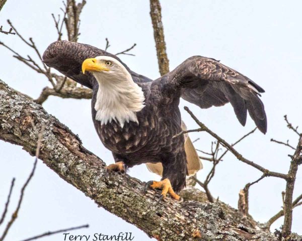 A bald eagle photo by Terry Stanfill that I'm using (with permission) as a reference for my painting.