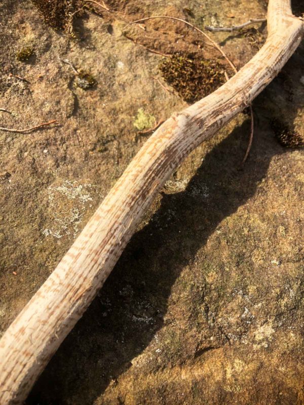 A stick that a beaver skinned and left behind on the gravel bar at the creek.