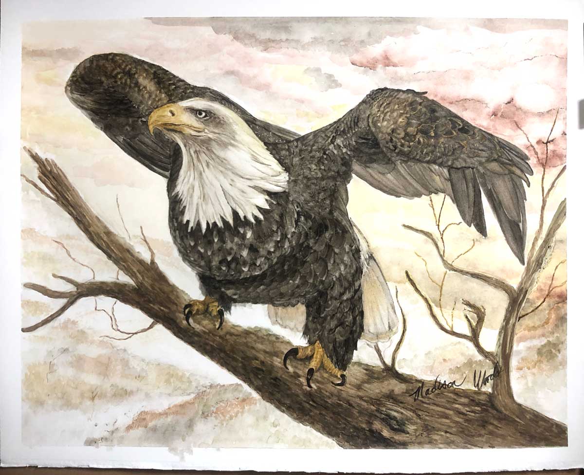 Bald Eagle No. 1  | Ozark Birds of Prey series