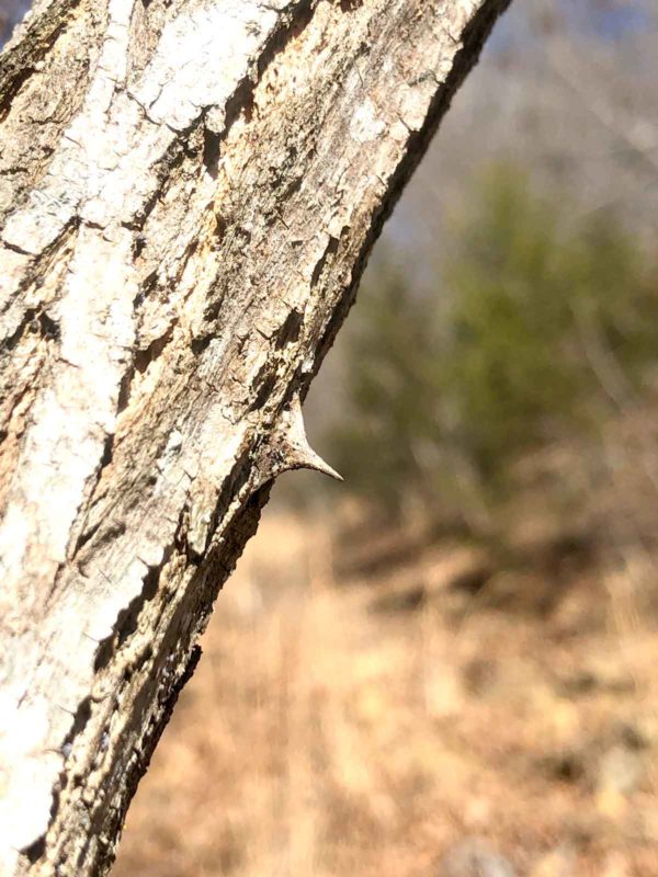 Don't grab the locust trees for a helping hand.