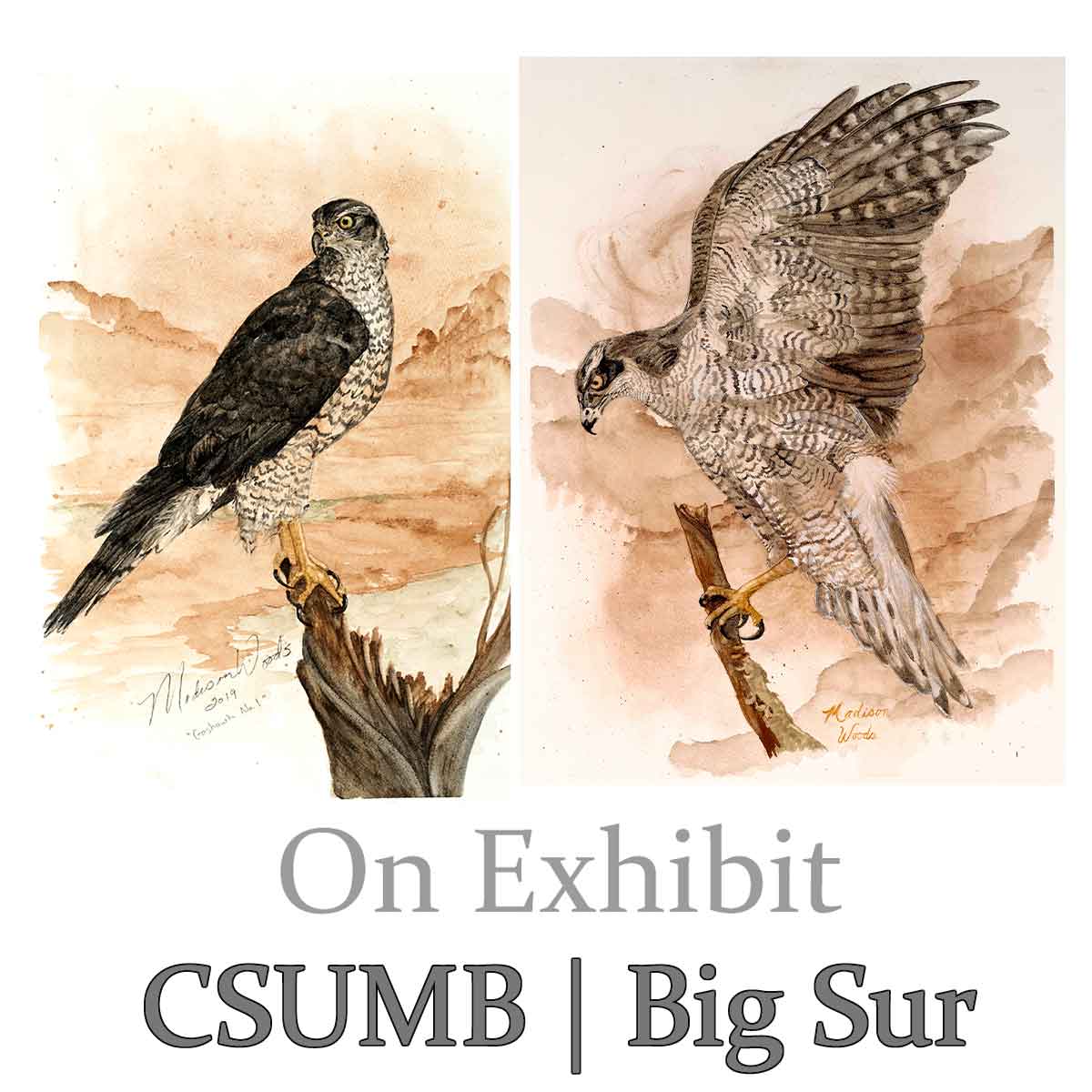 Big Sur Land Trust | Goshawks on Exhibit in California