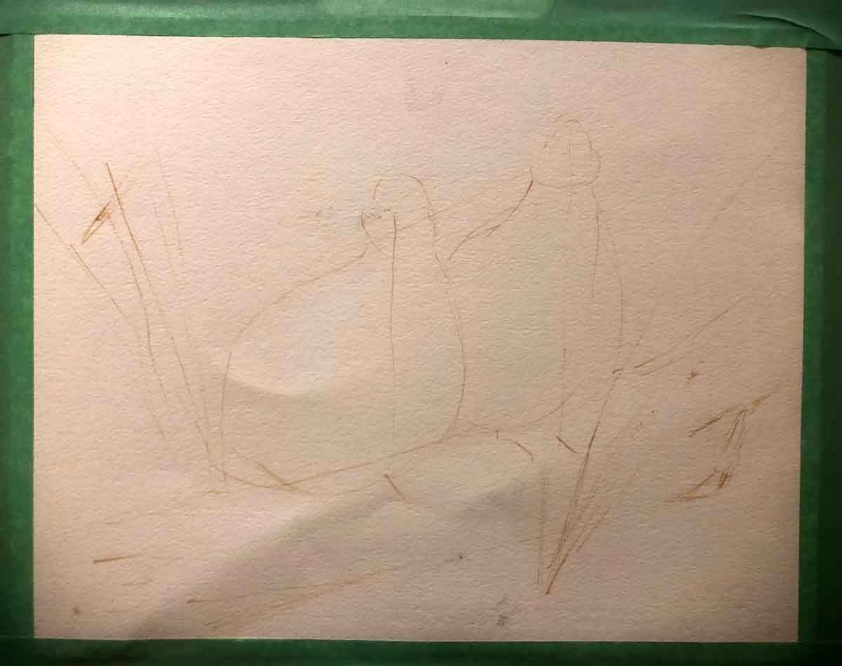 Rough outline sketch for my bobwhite quail painting. I use one of the predominant paint colors and a brush for this, not a pencil.