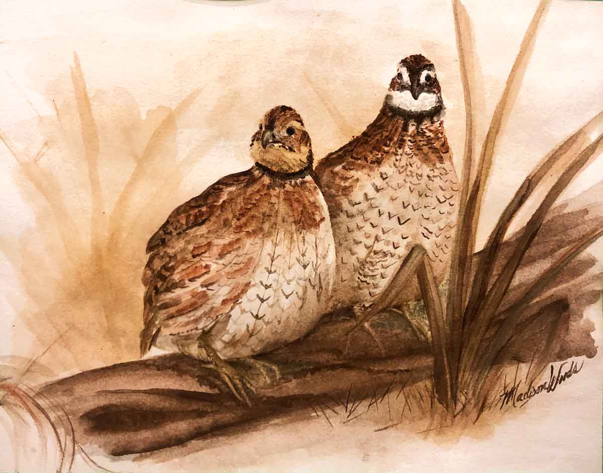 "A Curious Pair", Bobwhite Quail by Madison Woods. All Ozark pigments.