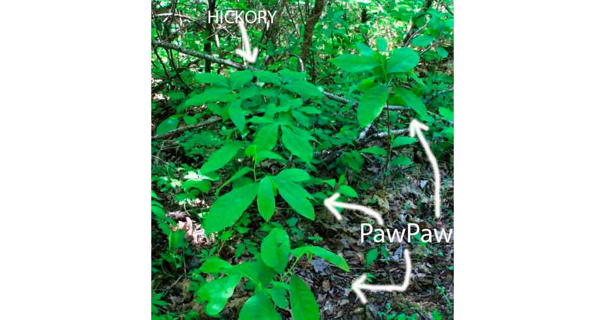 Pawpaw seedlings look a lot like hickories when they're both young.